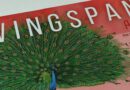 Jeudice - Matagot - StoneMaier Games - Wingspan Asie - Jeu de Société