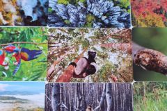 Jeudice - Bioviva  Planète - Jungles et Forêts