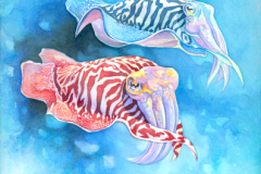 Jeudice - North Star Games - Oceans