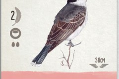 jeudice_matagot_wingspan_carte_4