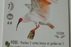 Jeudice - Matagot - SoneMaier Games - Wingspan Asie - Jeu de Société - Collection - Oiseau