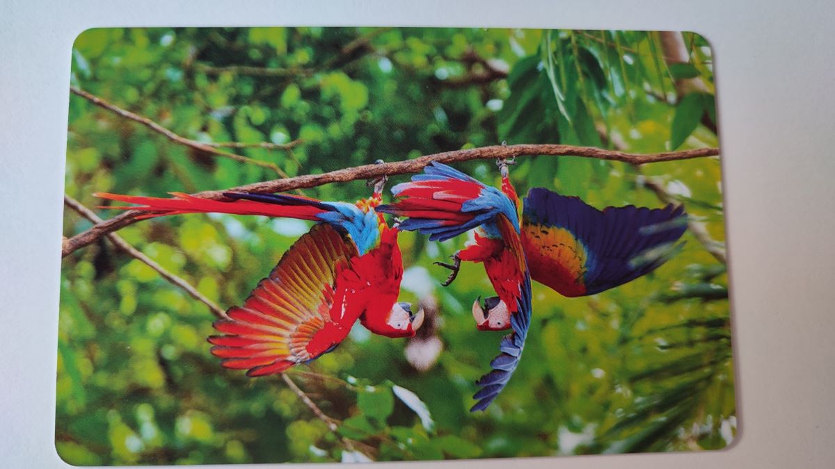 Jeudice - Bioviva Planète Jungles et Forêts